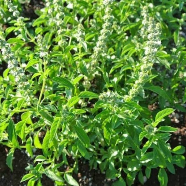 bibit pohon kemangi super