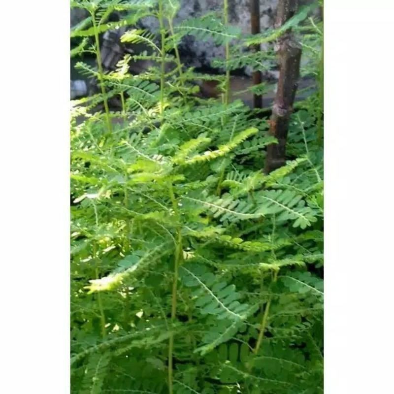 

New Promo daun Meniran segar murah obat herbal alami COD (Reungit Geulis)