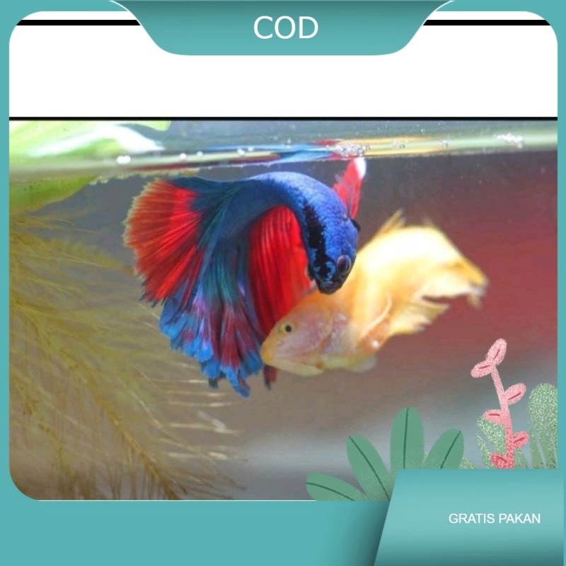 CUPANG HALFMOON SEPASANG  JANTAN BETINA