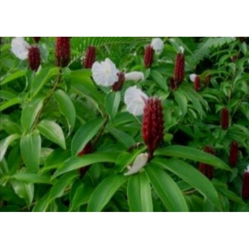 

jual daun pacing segar herbal tradisional alami 300gram