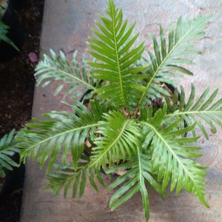 tanaman hias hidup pakis blacknum