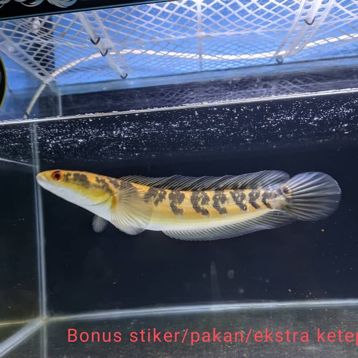 single akuarium channa maru yellow sentarum 20 25 cm red eye ys flaring kaca