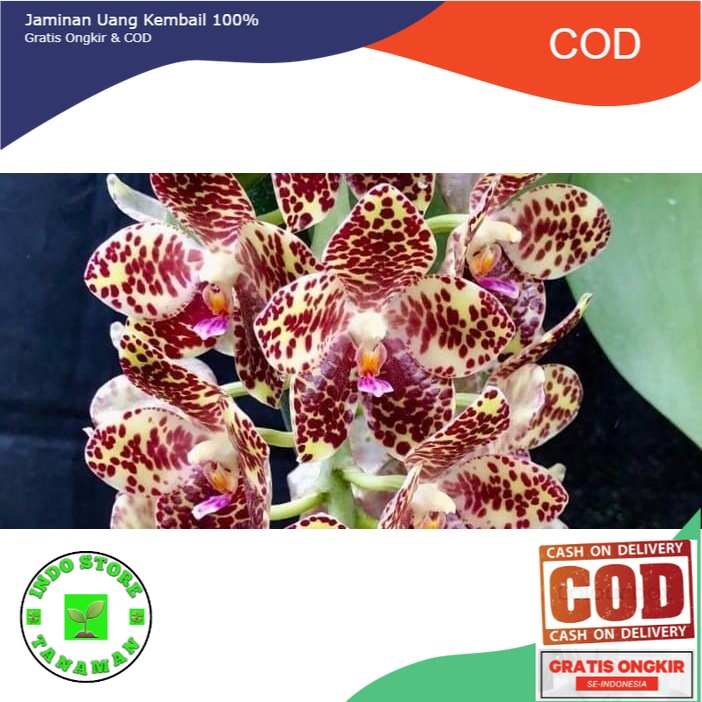 Seedling Anggrek Phalaenopsis Gigantea Selfing (BISA COD)