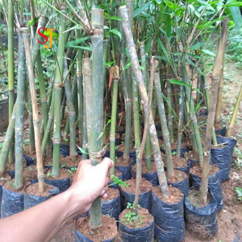Bibit Bambu Petung Bambu Betung Jumbo Bibit Tanaman