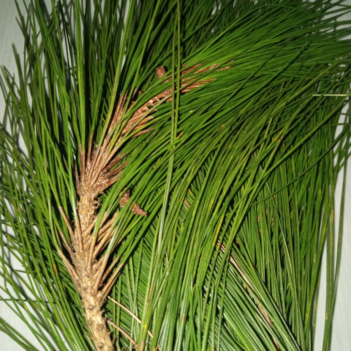 

daun pinus segar per 500 gram