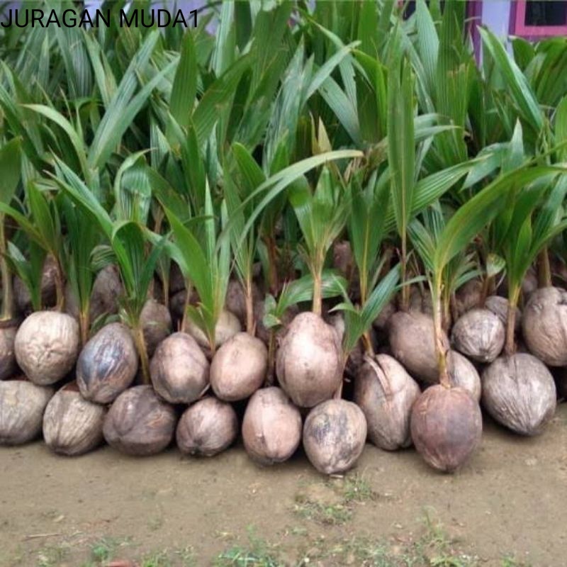 Bibit Kelapa Hibrida Super Genjah