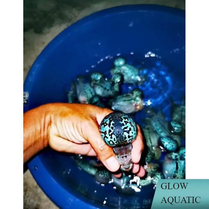 Burayak Louhan SRM (SuperRedMagma) pemanis aquarium