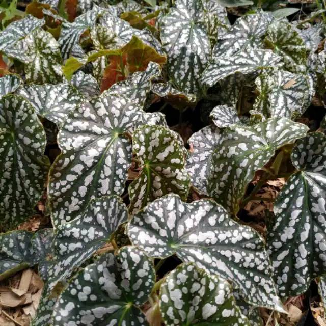TERMURAH Tanaman indoor begonia polkadot silver - begonia - begonia Maya - begonia maculata