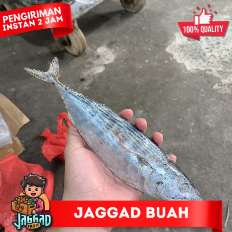 

Ikan Tongri / Tongkol Tenggiri 5kg JAGGA FRUIT
