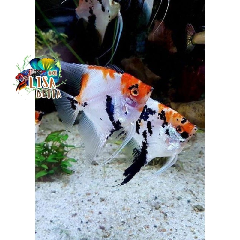 pemanis aquarium Manfish Red Koi 2.5 3 cm - AQUARIUM ETALASE lisabetta