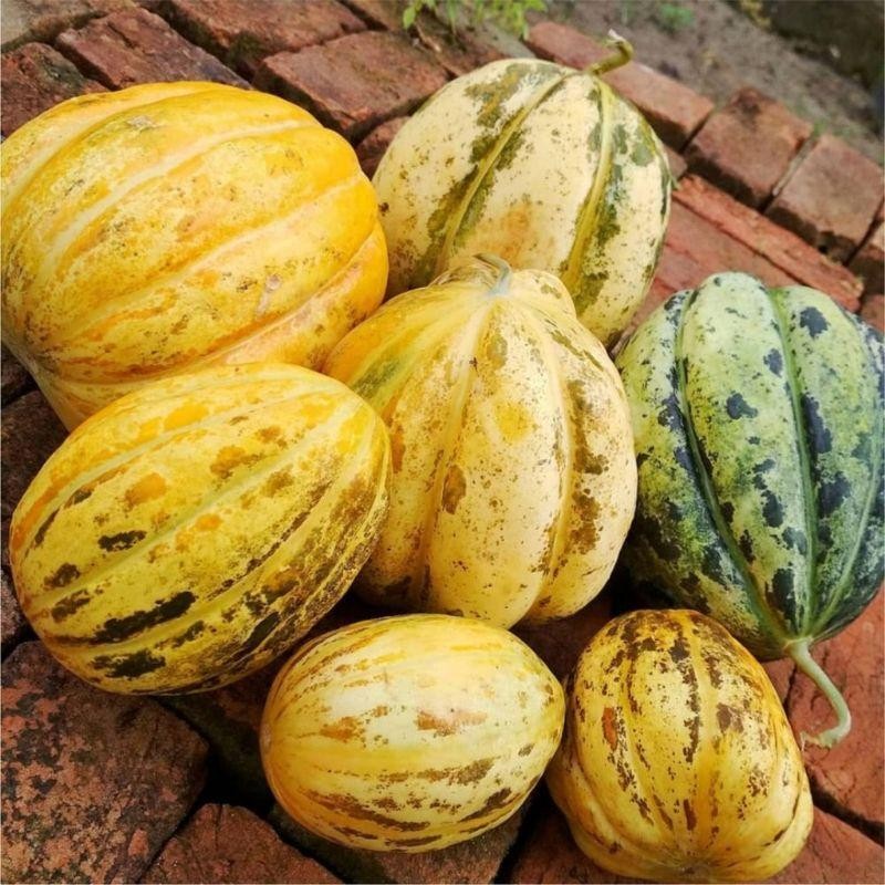 BENIH BIJI BLEWAH MADU SUPER