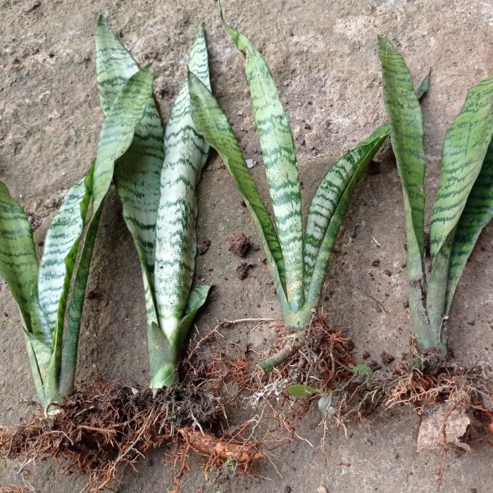 

Lidah mertua daun hijau - tanaman sansivera daun hijau