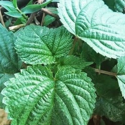 

Daun pulus(jelateng) obat herbal