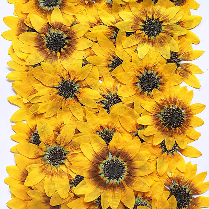 

10pcs Dried Pressed 5-6cm Sunflower Plant Herbarium For Jewelry Postcard Phone Case Photo Frame Bookmark Invitation Card DIY