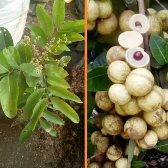 Bibit Kelengkeng Aroma Durian Berbunga