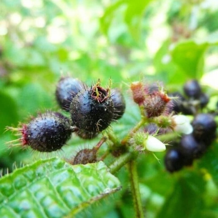 

buah senggani/senduduk/harendong bulu segar 100gram