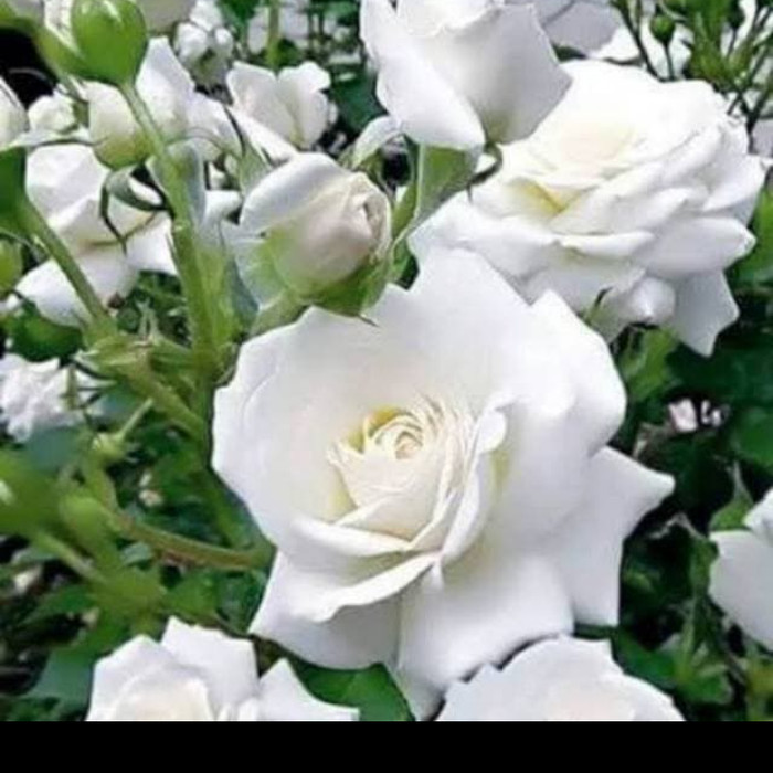 Bibit Bunga Mawar Putih Asli