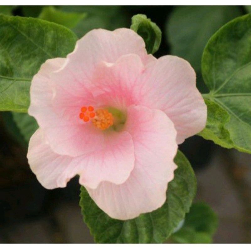 Murah tanaman hias kembang sepatu import faminggo