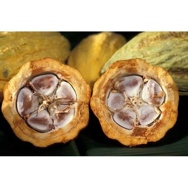 

buah kakao / coklat fresh 1 kg