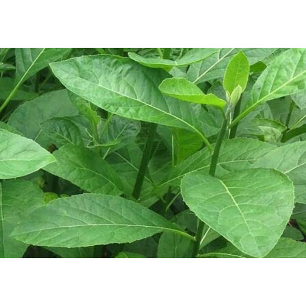 

DAUN APRIKA SELATAN KERING PACK 100GRAM Daun Afrika