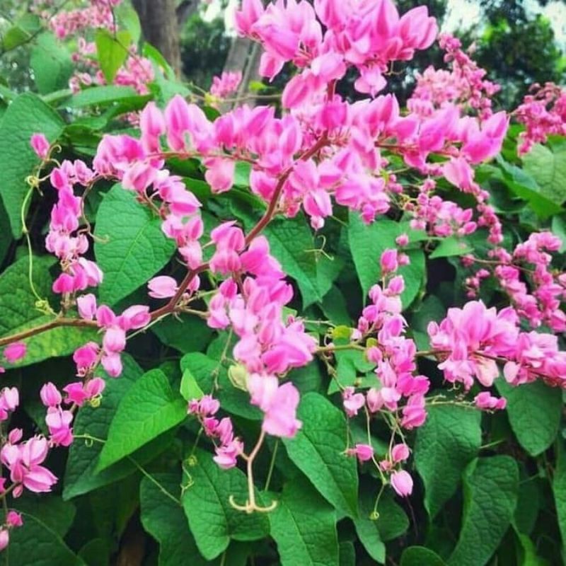 Bibit tanaman hias air mata pengantin-tanaman rambat-bunga air mata pengantin-air mata pengantin