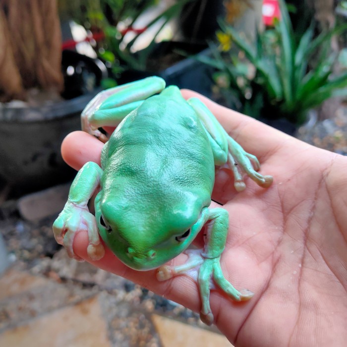 katak kodok dumpy jumbo no pacman pixie bullfrog budget