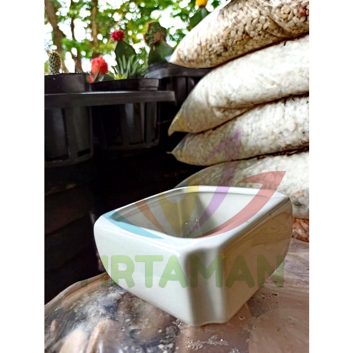 Pot Tanaman Kaktus Sukulen Keramik Kotak Putih uk 65 x 95 cm