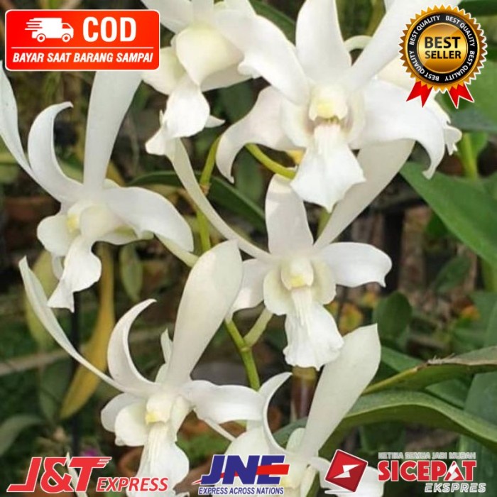 tanaman hias anggrek dendrobium caesar white/capung jawa