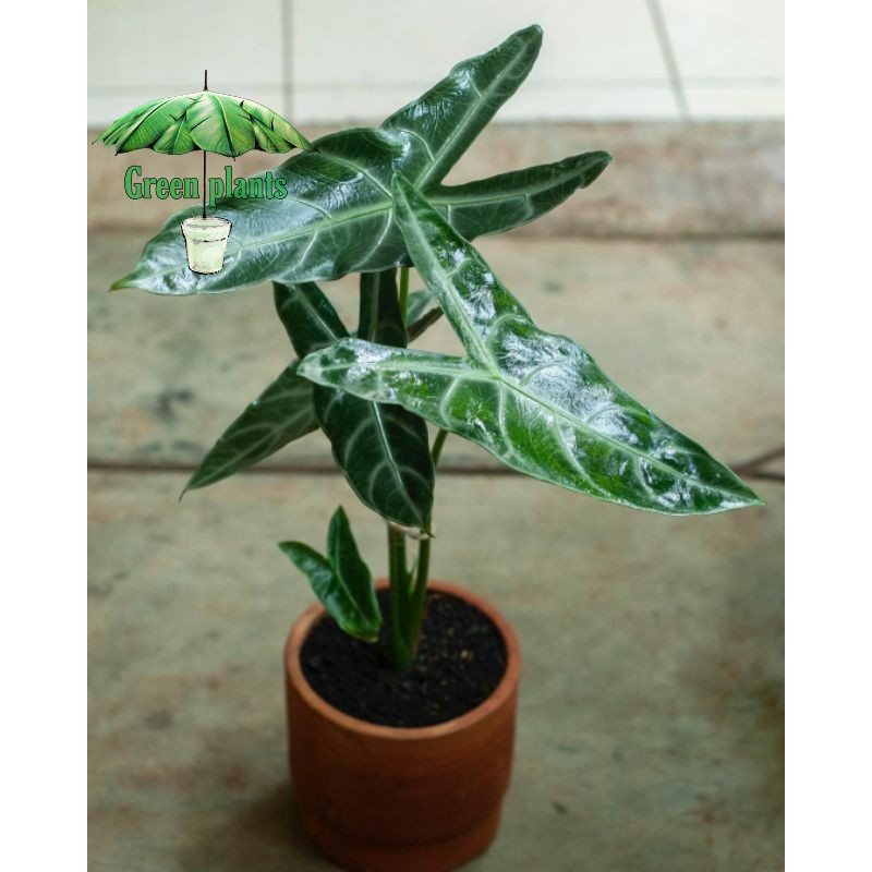 { BISA COD } tanaman hias alocasia longiloba tanaman keladi kuping kelinci