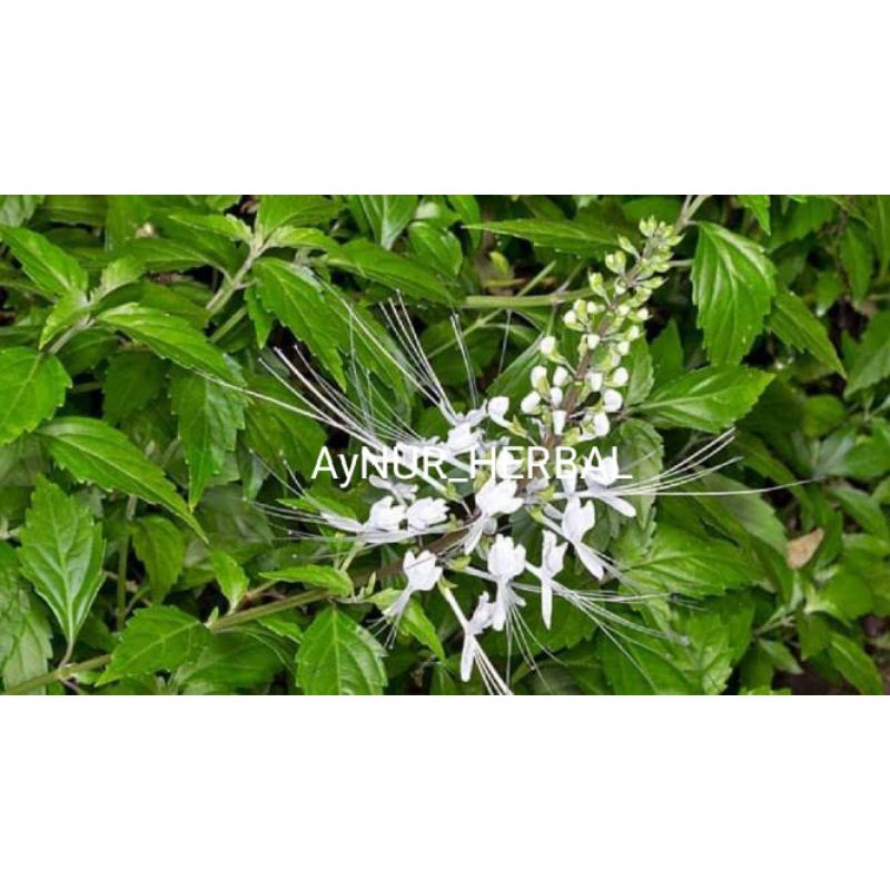

Paket 300 gram daun kumis kucing segar bonus daun kenji