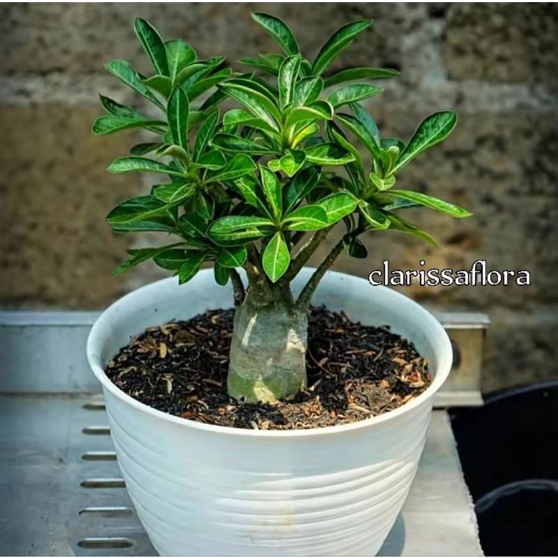 tanaman adenium bunga tumpuk cabang seribu
