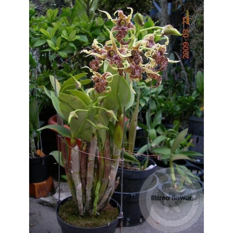 BUNGA ANGGREK DENDROBIUM JUMBO KERITING DEWASA / TANAMAN HIAS POHON ANGGREK DENDROBIUM JUMBO DEWASA