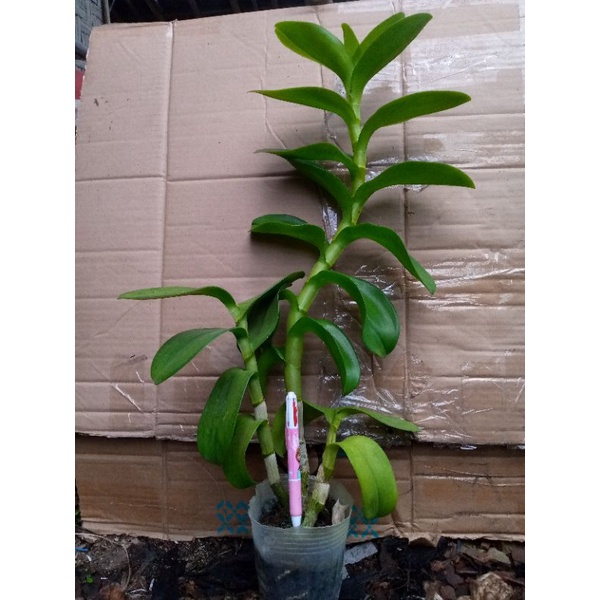 Dendrobium keritingan plant jumbo