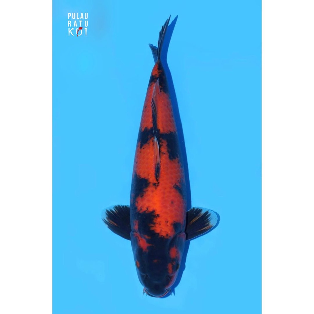 hi utsuri shinoda 50 bu ikan koi import sertifikat breeder 0323