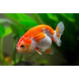 Koki Panda Red cap Mutiara Buldog Oranda Tekim - ETALASE