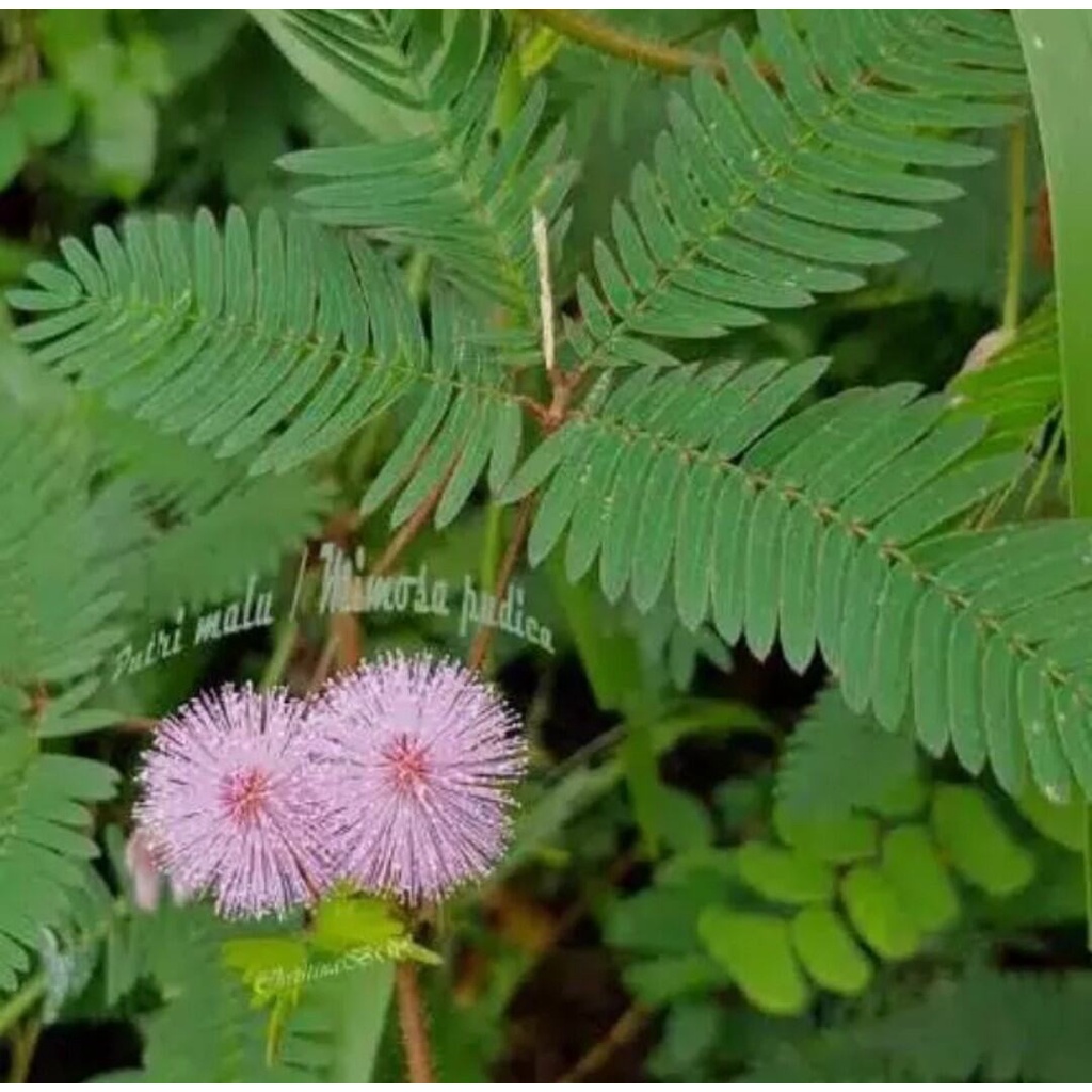 Daun putri malu segar 200 gram obat herbal putri malu