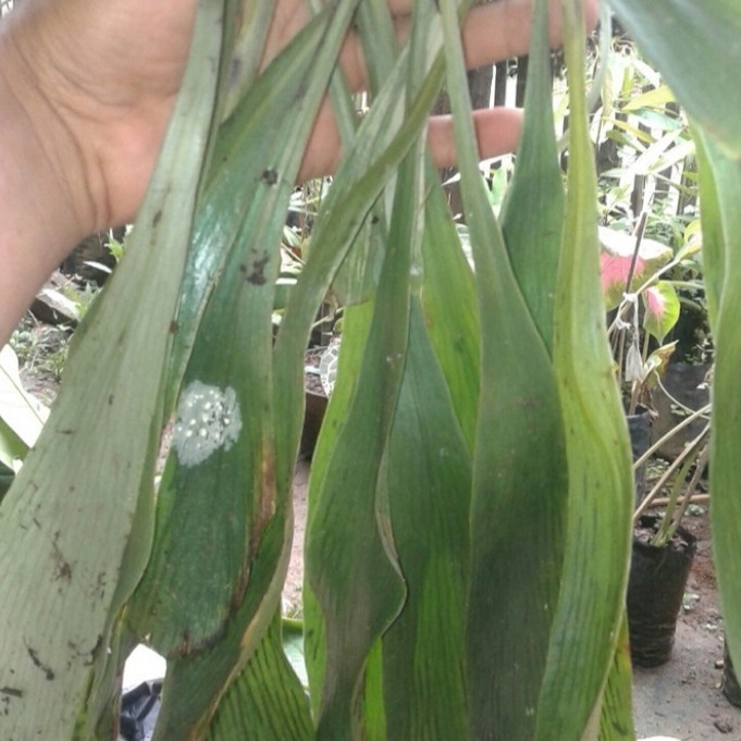 tanaman hias anggrek kumpay hutan