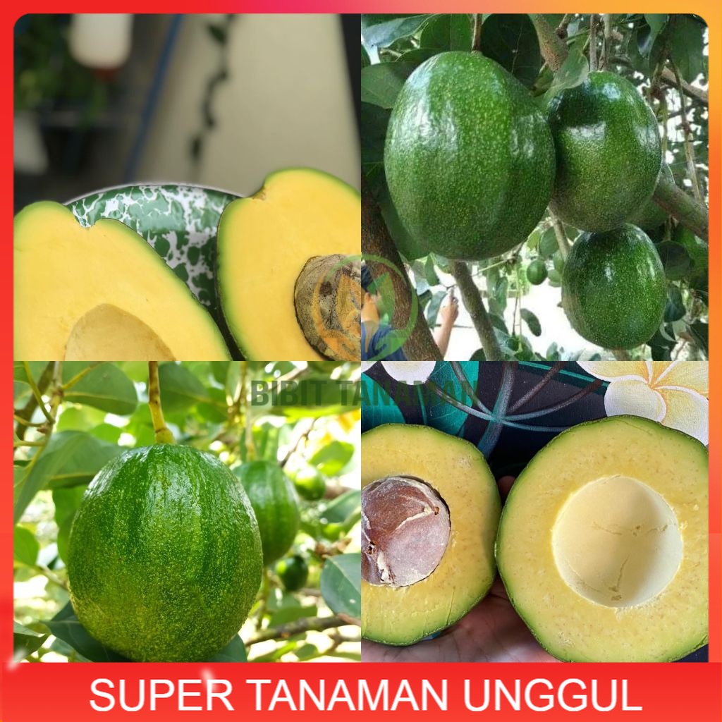 Bibit Alpukat Markus Tinggi 1 Meter Up Batang Besar / Alpukat Jumbo