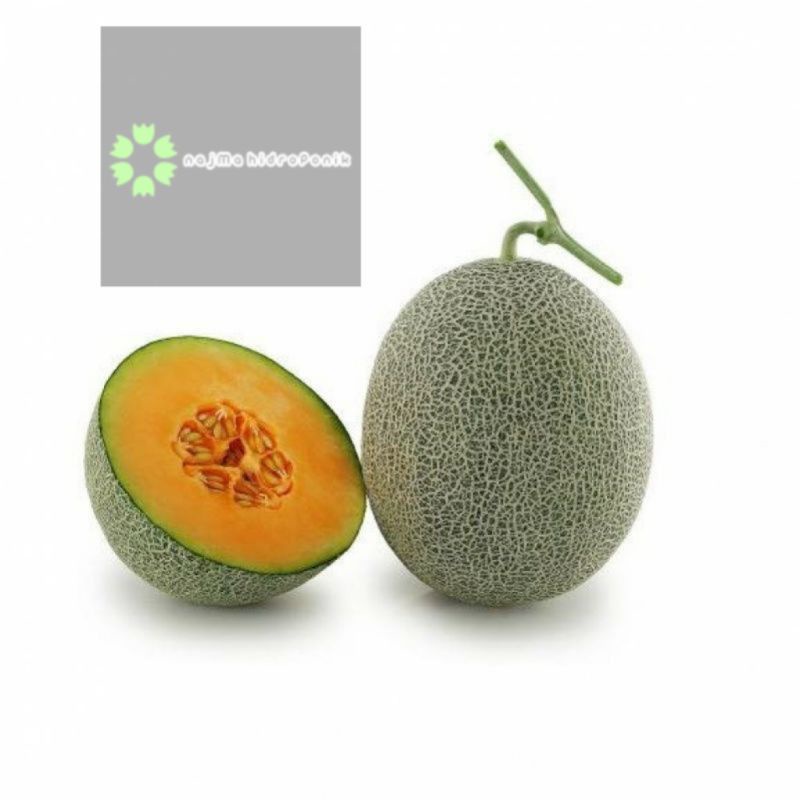 4 Benih Melon Golden Aroma Repacking (Known You)