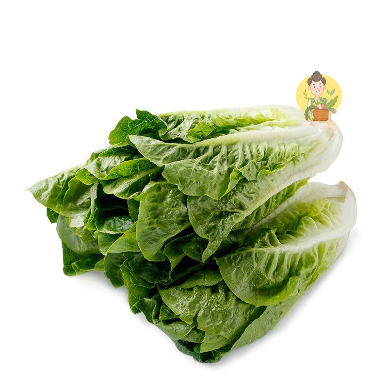 

Baby Romaine Lettuce Fresh 500 gr