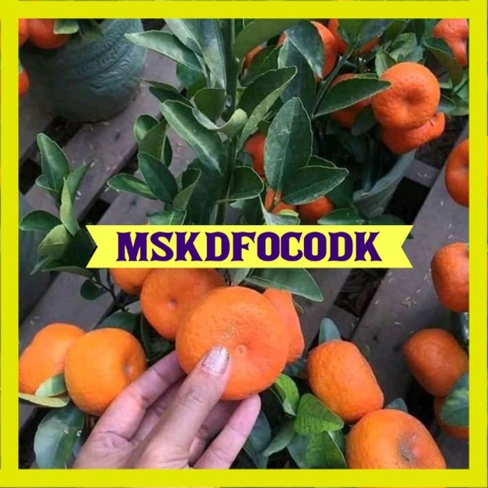 bibit jeruk santang madu super