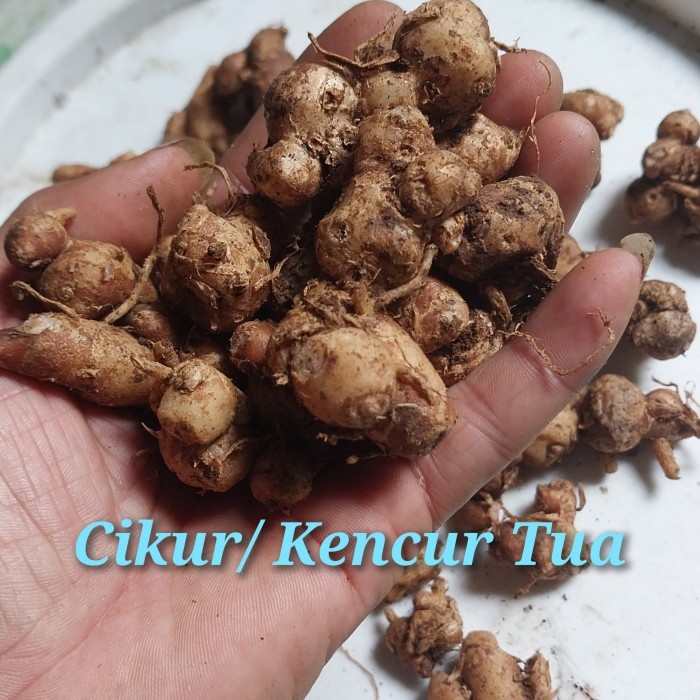

Cikur Tua 1kg Kualitas bagus Segar kencur seblak dan lainnya - 500gram