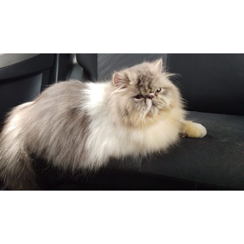 Kucing Persia Bandung Real Picture Gambar Asli Berkualitas Flatnose Peaknose