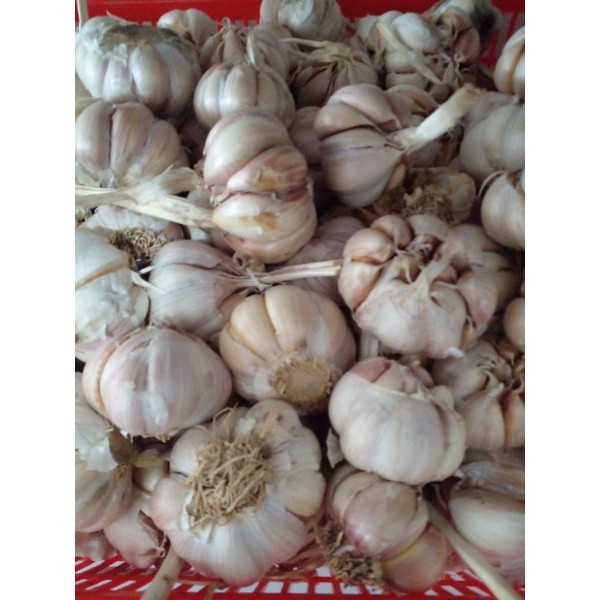 

BUMBU DAPUR MASAKAN//Bawang Putih 100/250/500/1000gr