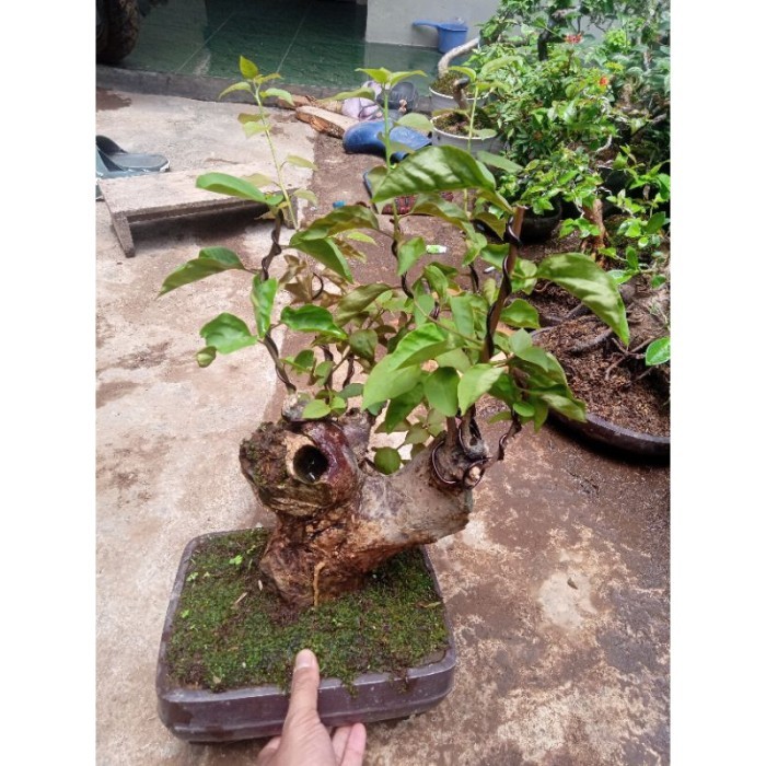 Murah Bonsai bonsai bugenvil bunga ungu