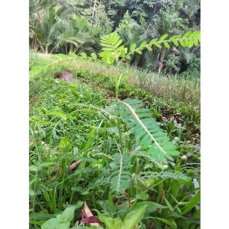 

New Promo Daun meniran segar 100 gram fresh