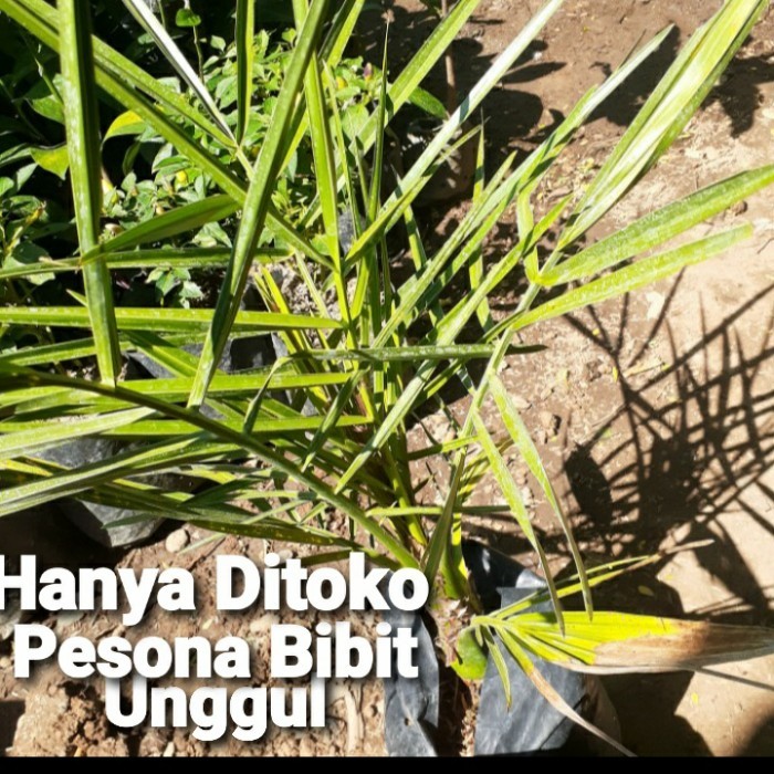 BIBIT TANAMAN BUAH KURMA AJWA TINGGI 50CM/ BIBIT KURMA AJWA BERGARANSI