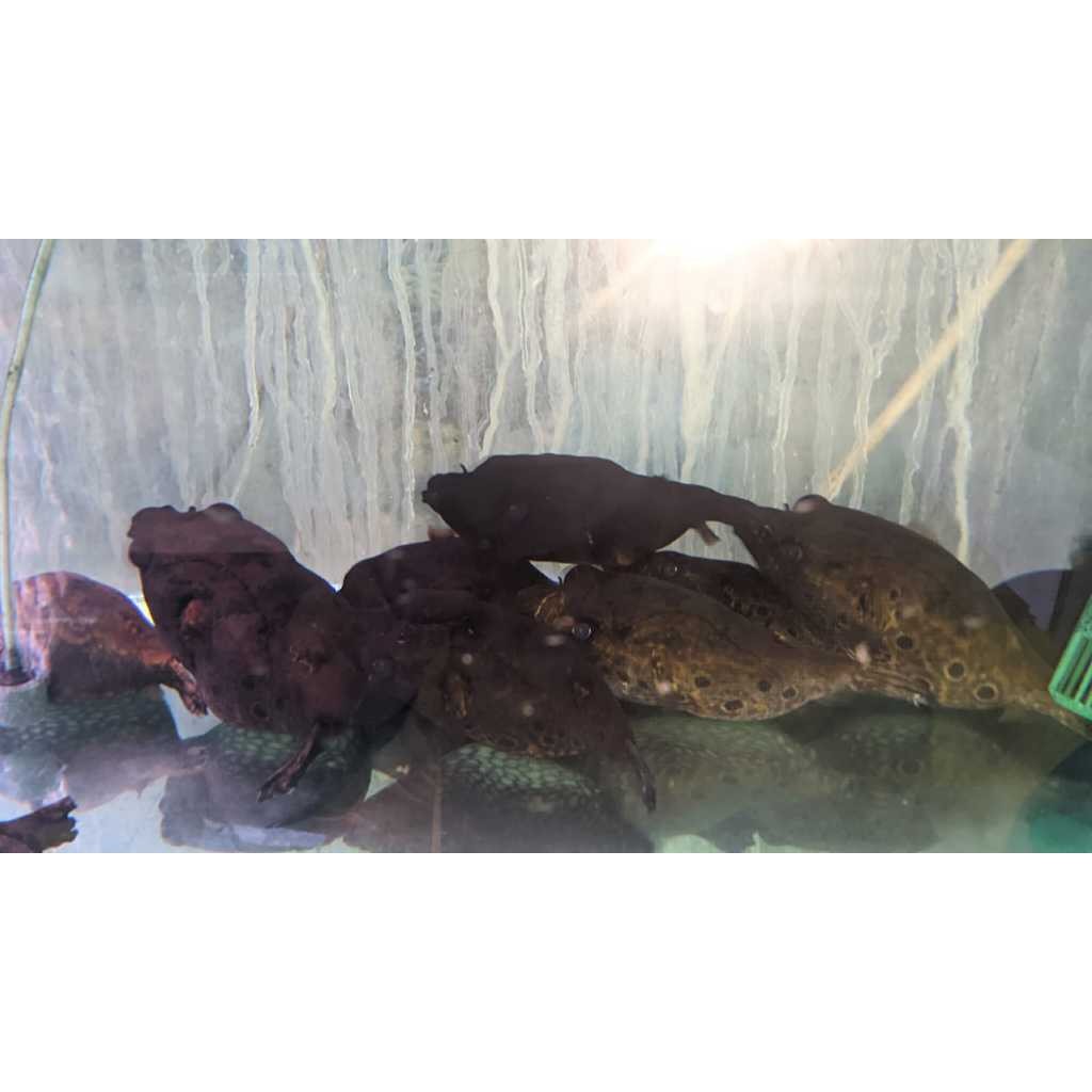 Ikan Humpback Puffer Fish Ikan Hias Aquarium Aquascape Per Ekor