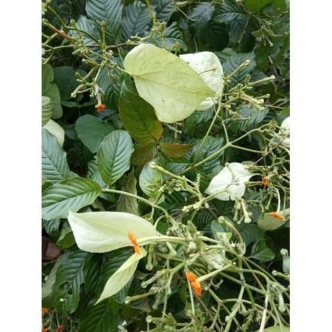 

Promo DAUN KINGKILABAN SEGAR 500GRM premium