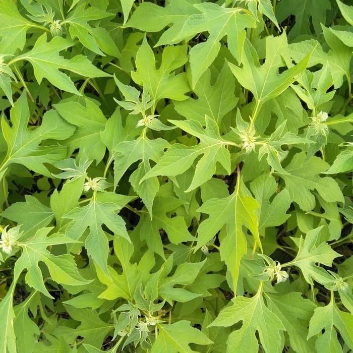 

Bisa cod . Terlaris daun insulin segar 1 kg